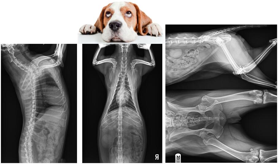 寵物x射線機影像